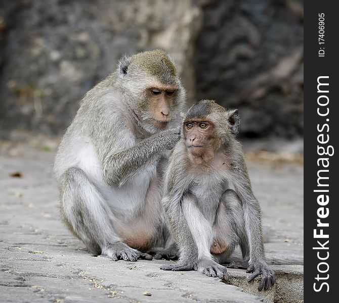 Adult macaque monkey grooming younger monkey, Thailand. Adult macaque monkey grooming younger monkey, Thailand