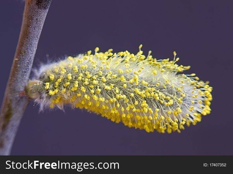 Catkin willow on branch close-up on dark background.An image with shallow depth of field.