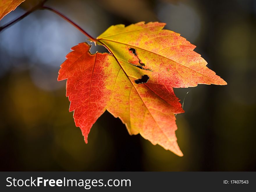 Fall Maple Leaf At Sunset