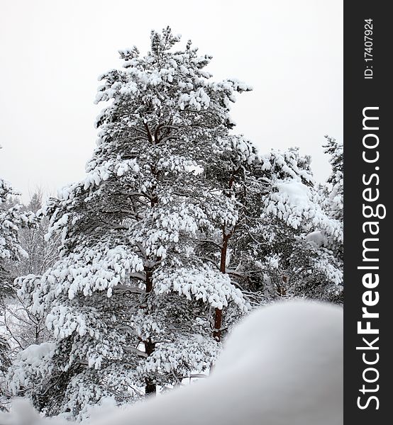 A picture of snow covered winter tree