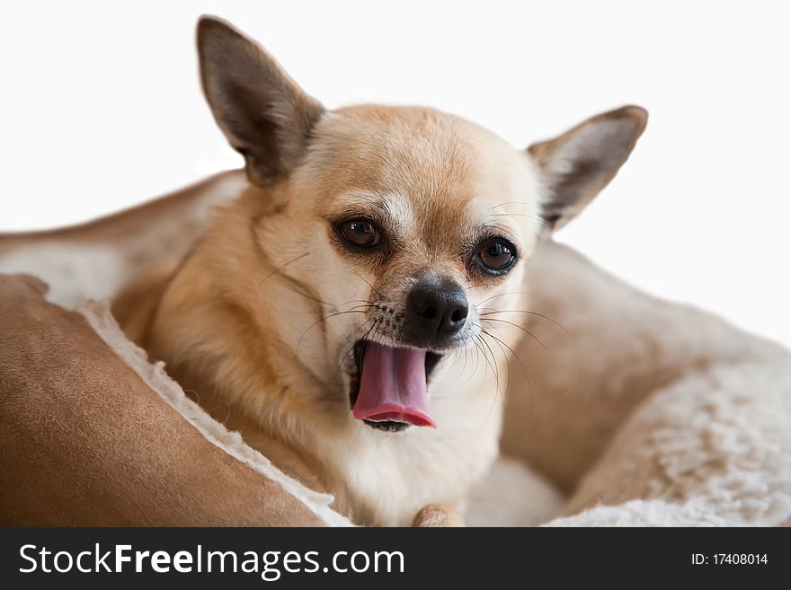 A cute golden Chihuahua yawning in bed, isolated on light background. A cute golden Chihuahua yawning in bed, isolated on light background.