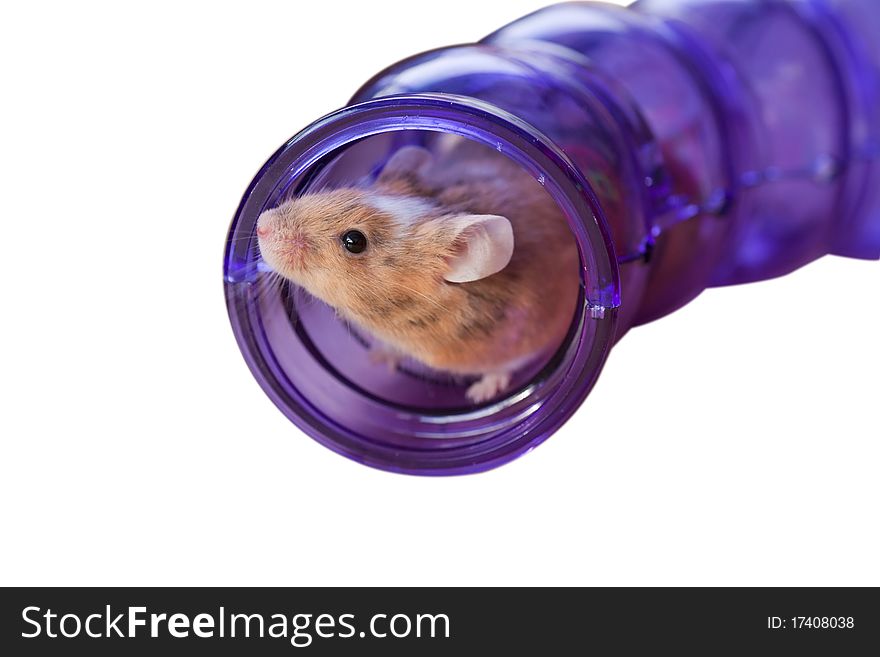 A little brindle and white mouse peeking out of a plastic tube, isolated on white. A little brindle and white mouse peeking out of a plastic tube, isolated on white