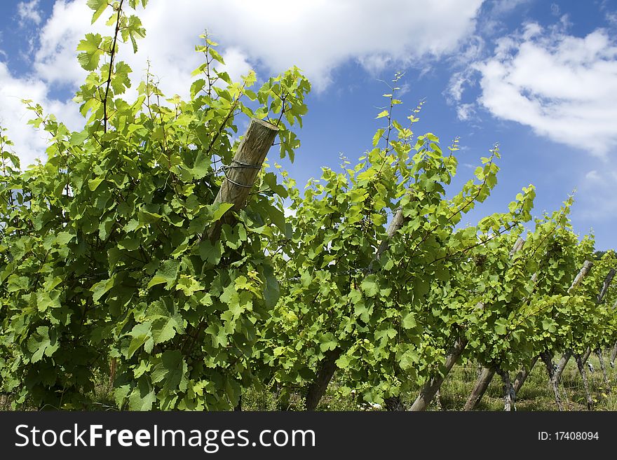 Vineyard in a row, leaves against blue sky. Alsace France. Vineyard in a row, leaves against blue sky. Alsace France.