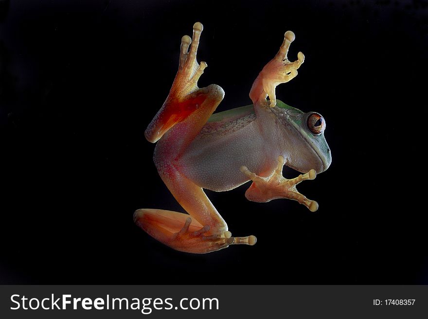 Forest Tree Frog Portrait