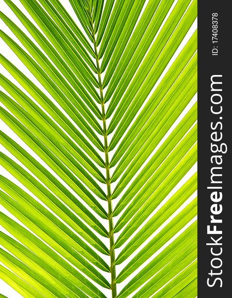 Palm leaf coconut in detail isolated. Palm leaf coconut in detail isolated