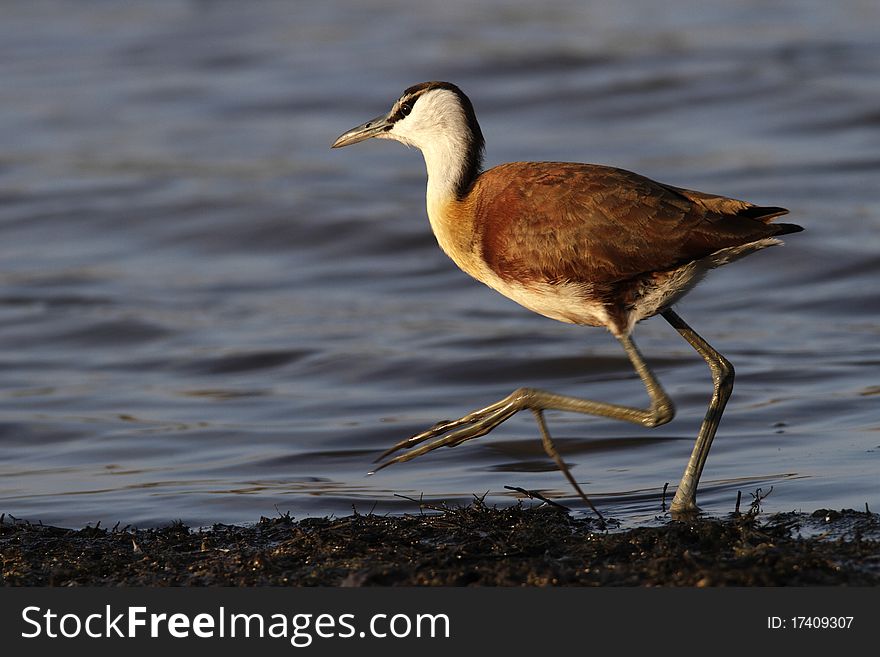 Juvenile African Jacana walking on the edge of a lake. Juvenile African Jacana walking on the edge of a lake