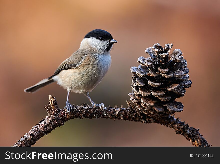 Beautiful Marsh Tit resting on a withered branch. Beautiful Marsh Tit resting on a withered branch