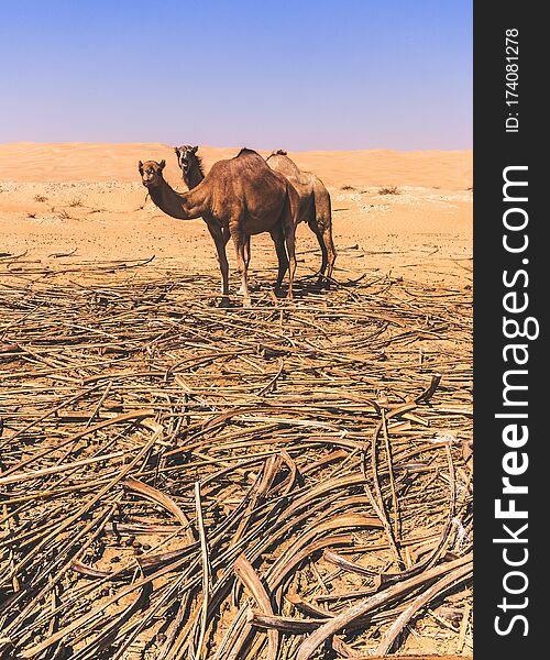 Group Of Camels In The Liwa Desert In Abu Dhabi