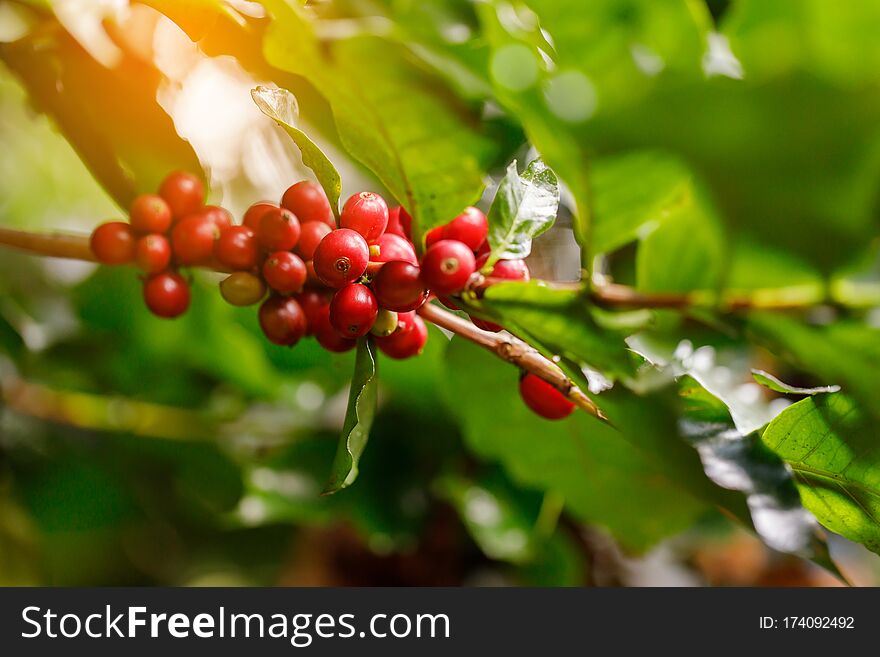 Coffee Beans Ripening On Tree In North Of Thailand