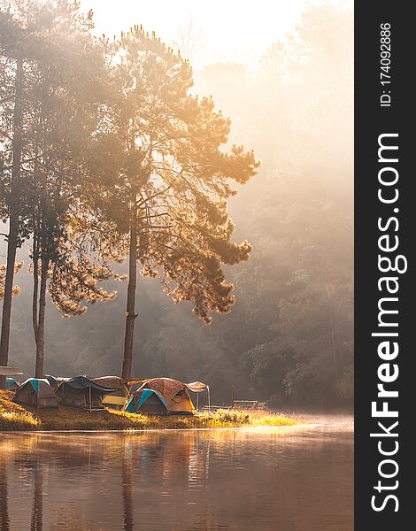 Sunrise on pine forest with foggy at Pang Oung, Mae Hong Son, Thailand