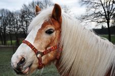 Brown Horse With Beautiful White Mane Royalty Free Stock Photos Brown Horse With Beautiful White Mane Royalty Free Stock Photos