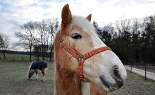 Brown Horse With White Mane Royalty Free Stock Photo Brown Horse With White Mane Royalty Free Stock Photo