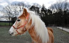 Brown Horse Royalty Free Stock Image Brown Horse Royalty Free Stock Image