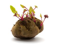 Sprouted Beets Royalty Free Stock Photography Sprouted Beets Royalty Free Stock Photography