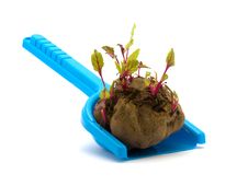 Sprouted Beets Stock Photography Sprouted Beets Stock Photography