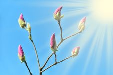 Magnolia Flowers Before Blooming Stock Images Magnolia Flowers Before Blooming Stock Images