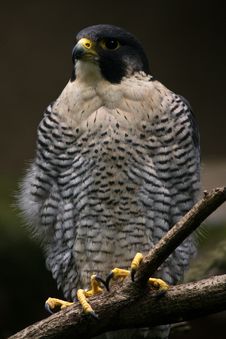 Falcon Royalty Free Stock Photo Falcon Royalty Free Stock Photo