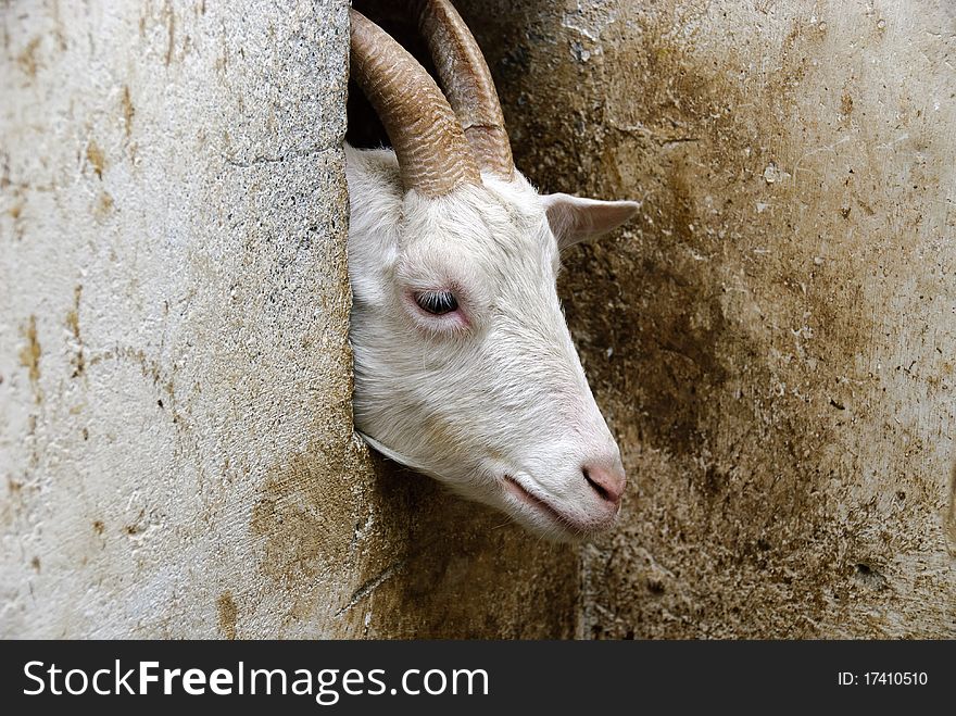 Goats that sprouts from a manger in the stable