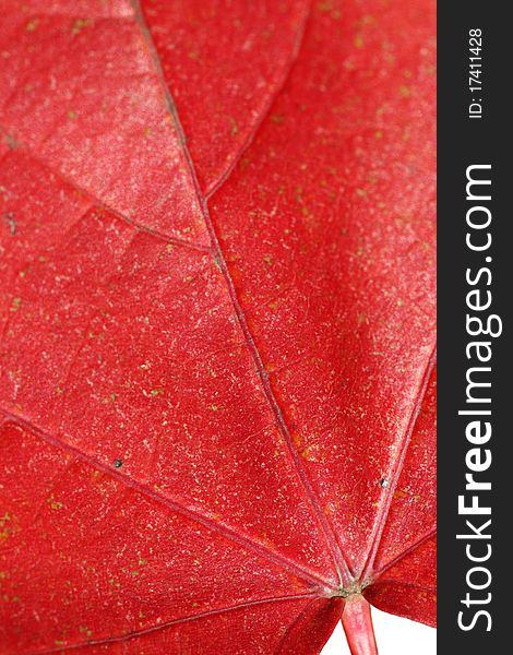 Close up view of red maple leaf