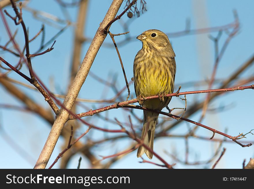 Yellowhammer resting on the branch / Emberiza citrinella. Yellowhammer resting on the branch / Emberiza citrinella