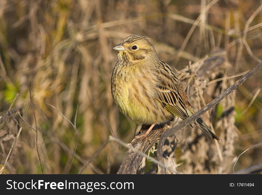 Yellowhammer resting on a branch / Emberiza citrinella. Yellowhammer resting on a branch / Emberiza citrinella