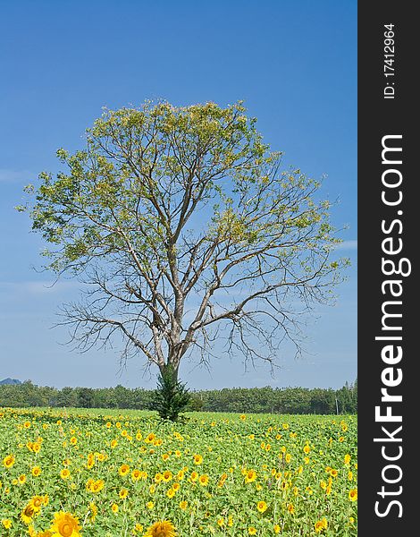 Tree and sunflower garden live in jean-rare mountain at thailand.