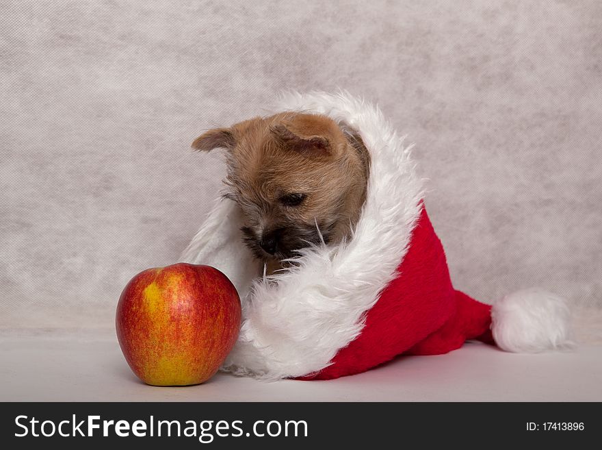 Studio portrait of cairn-terrier puppy. Studio portrait of cairn-terrier puppy.