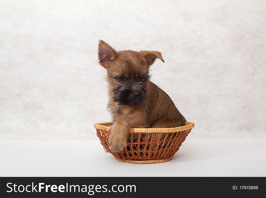 Studio portrait of cairn-terrier puppy. Studio portrait of cairn-terrier puppy.