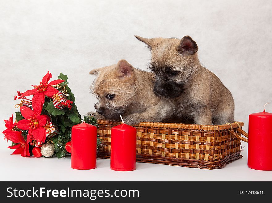 Studio portrait of cairn-terrier puppy. Studio portrait of cairn-terrier puppy.