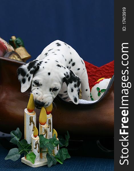 Picture of a female Dalmatian puppy in Santa's sleigh chewing on wooden candles. Picture of a female Dalmatian puppy in Santa's sleigh chewing on wooden candles