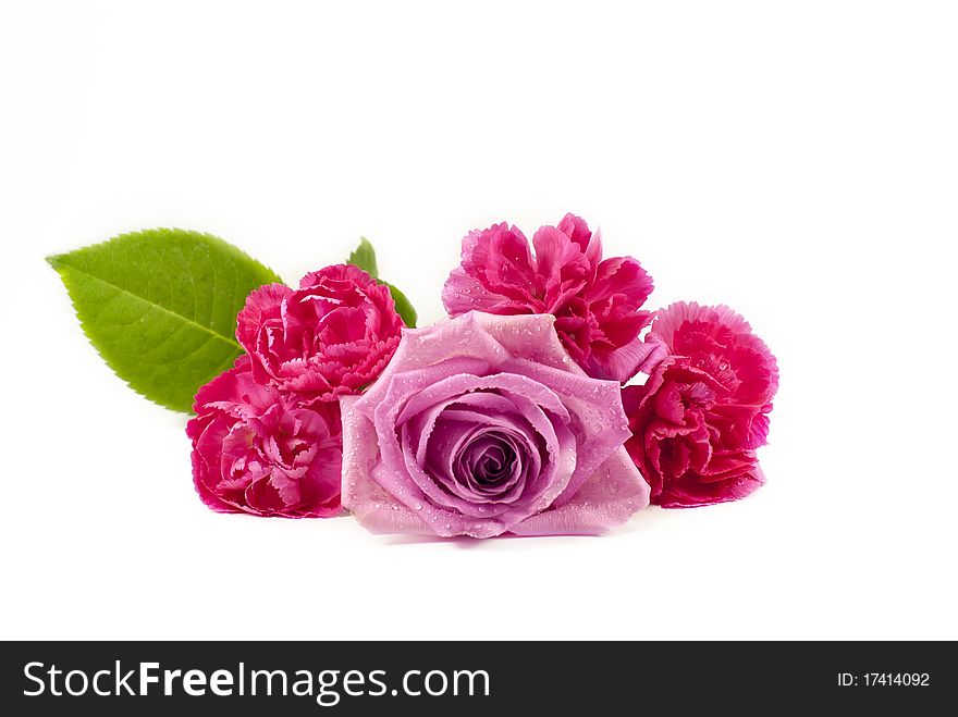 Pink flowers on a white background