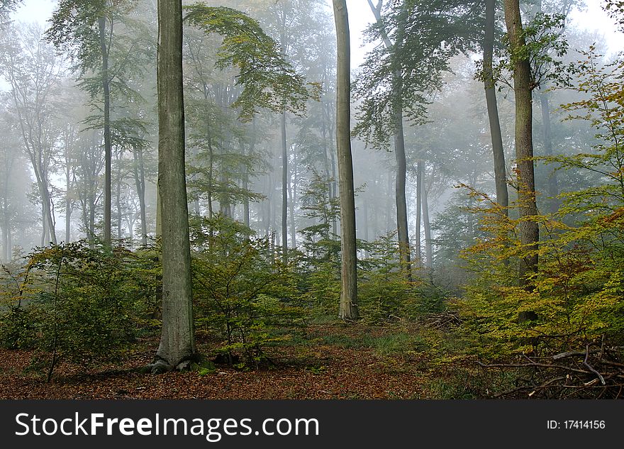 An autumnal and hazy woodland scene. An autumnal and hazy woodland scene