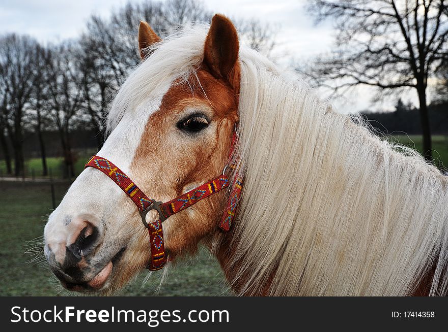 Brown Horse With Beautiful White Mane