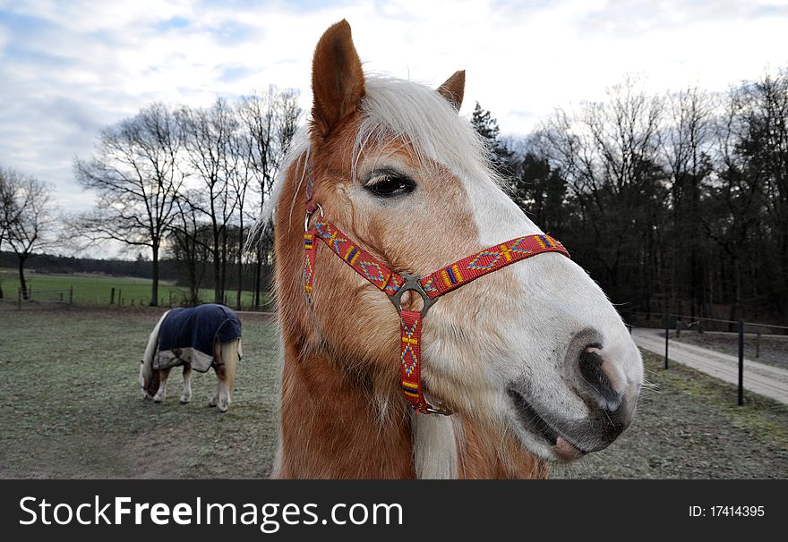 Brown Horse With White Mane