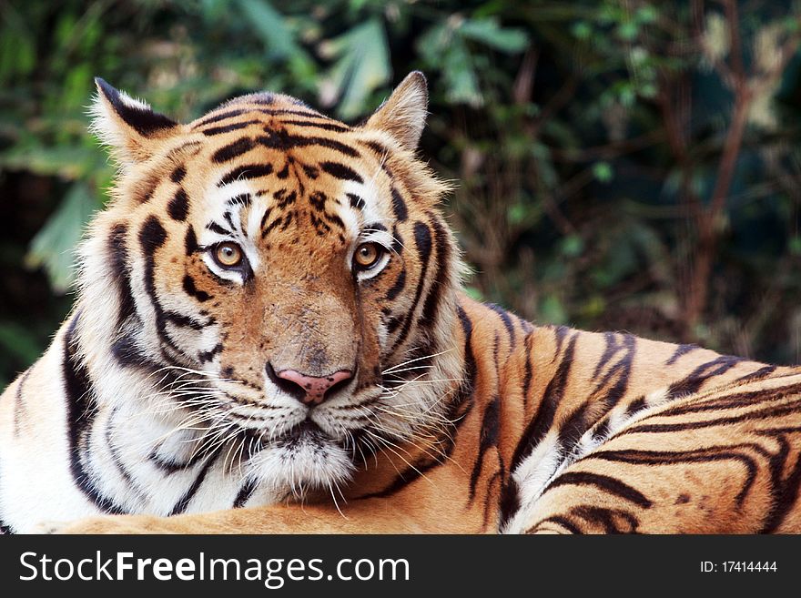 Bengal tiger staring at the camera