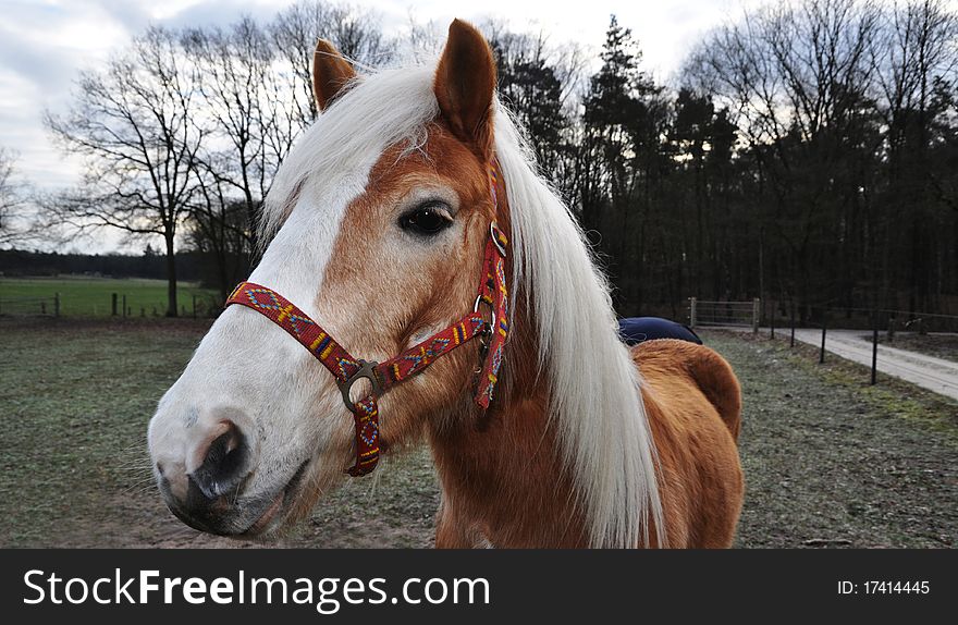 Brown horse with beautiful white mane and colorful halter. Brown horse with beautiful white mane and colorful halter
