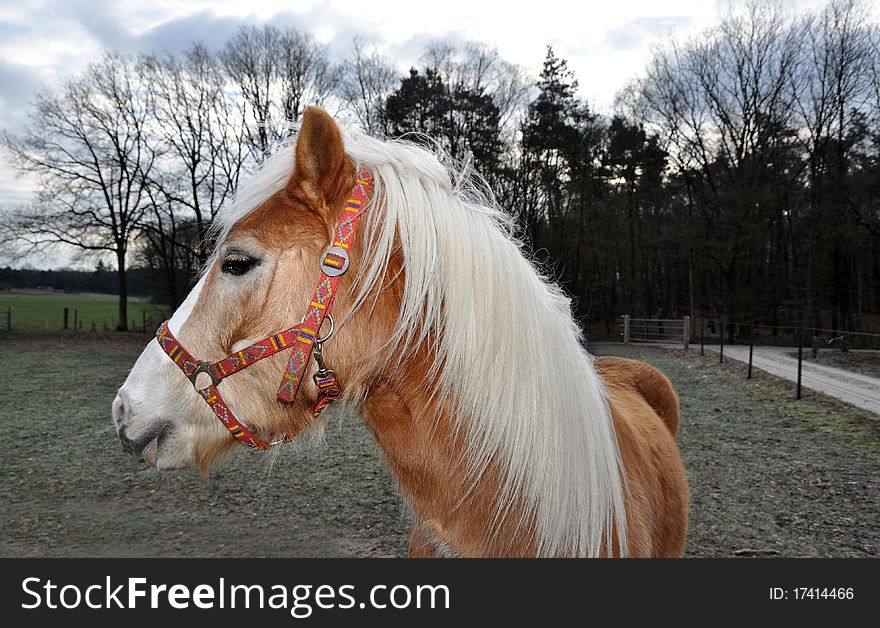 Brown horse with beautiful white mane looking over shoulder