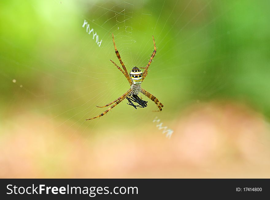 Colorful spider on spider web