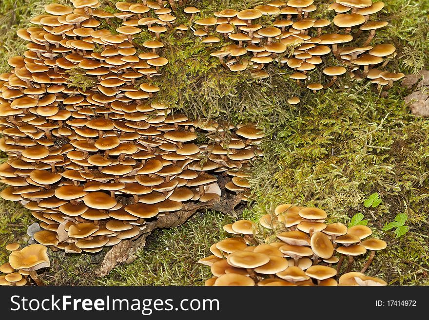 Wild mushrooms growing on musk in the rain forest, alaska