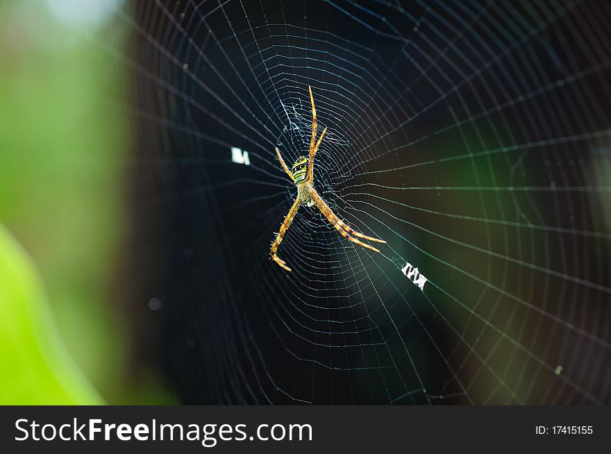 Colorful spider on dark background