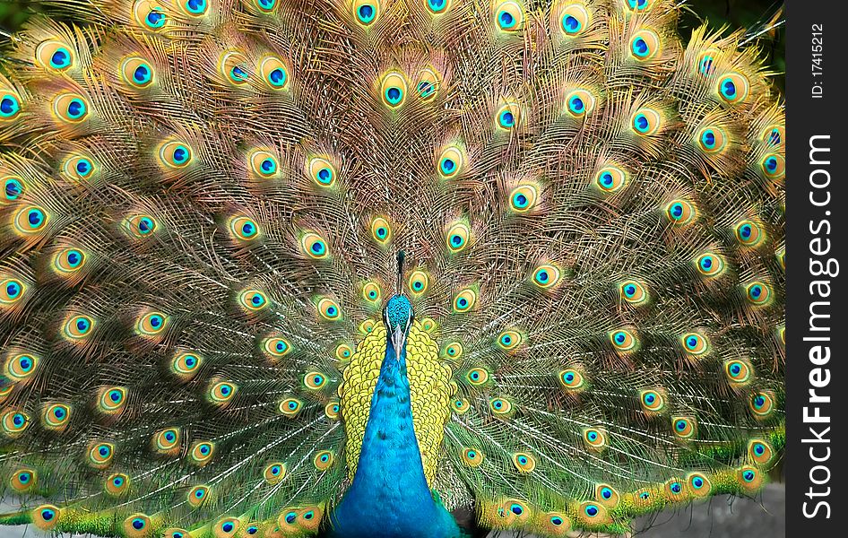 Portrait of beautiful peacock dance