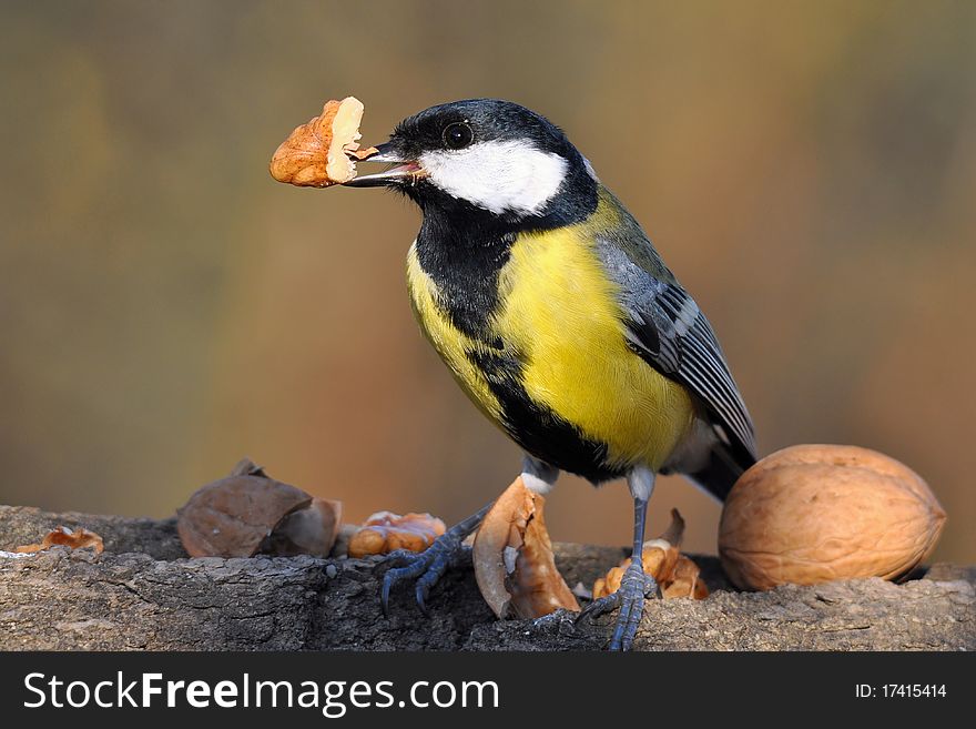 Great tit with nut in bill.