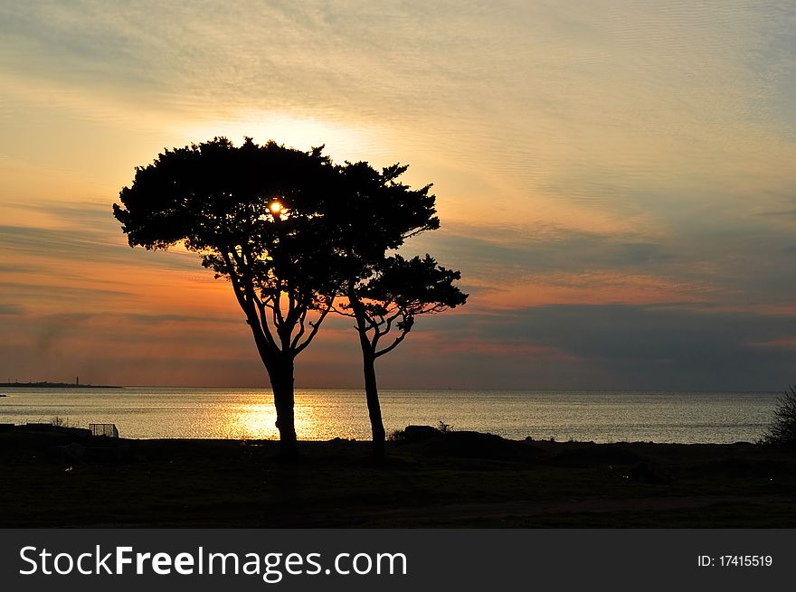 Trees on the background of sea sunset