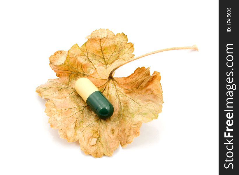 Capsule on a dry leaf on a white background. Capsule on a dry leaf on a white background.