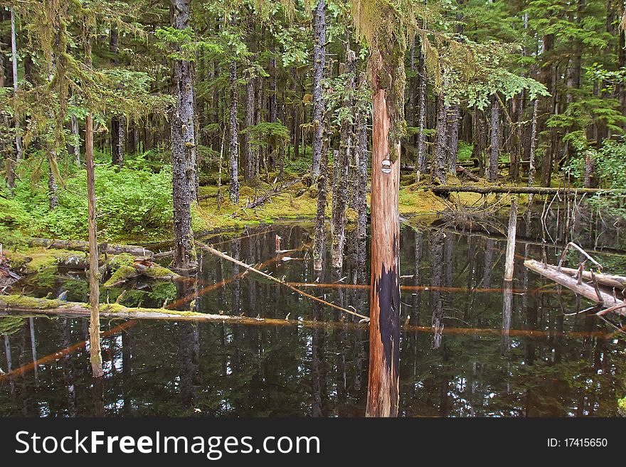 A pluvial forest in alaska