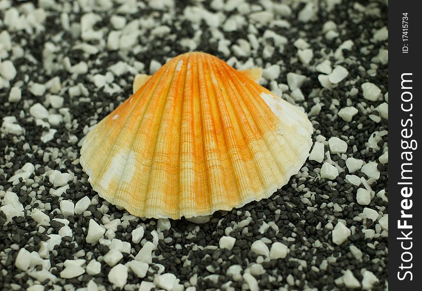 Shell on black and white background. Shell on black and white background