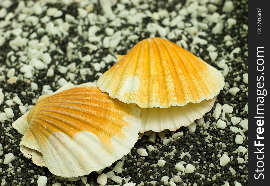 Shells on black and white background. Shells on black and white background
