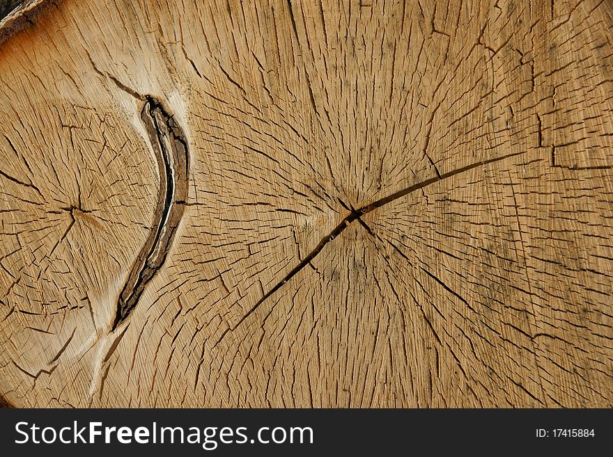 Wood texture closeup, natural  background , ecology material,. Wood texture closeup, natural  background , ecology material,