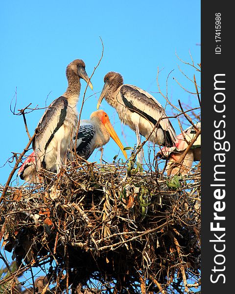 Painted stork family on the top of the tree.