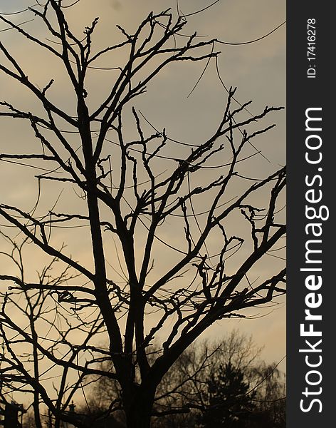 A tree silhouetted at sunset. A tree silhouetted at sunset